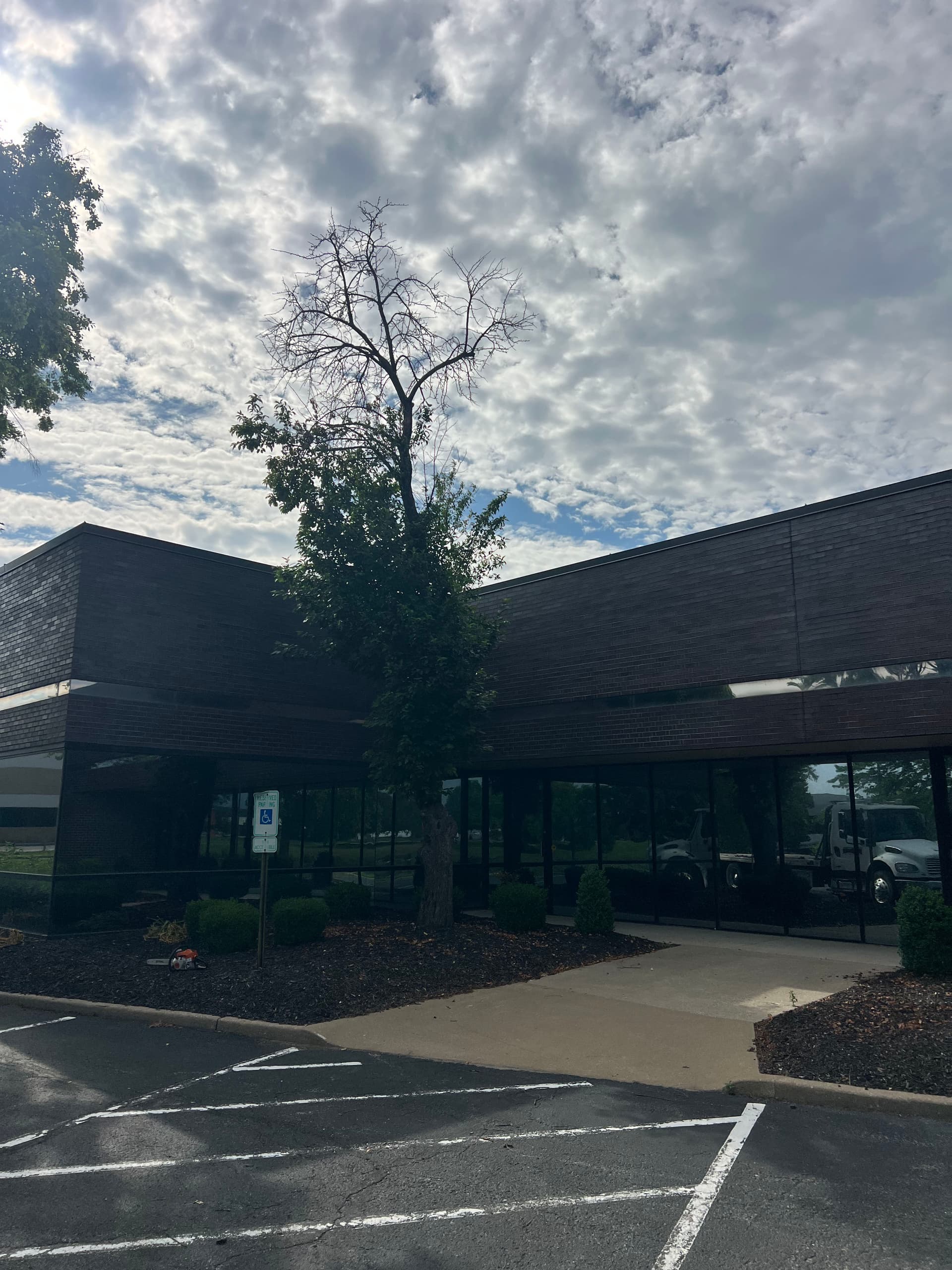 Gallery photos for Dead Tree Removal, Stump Grinding, and Full Cleanup at a Commercial Property: Image #1