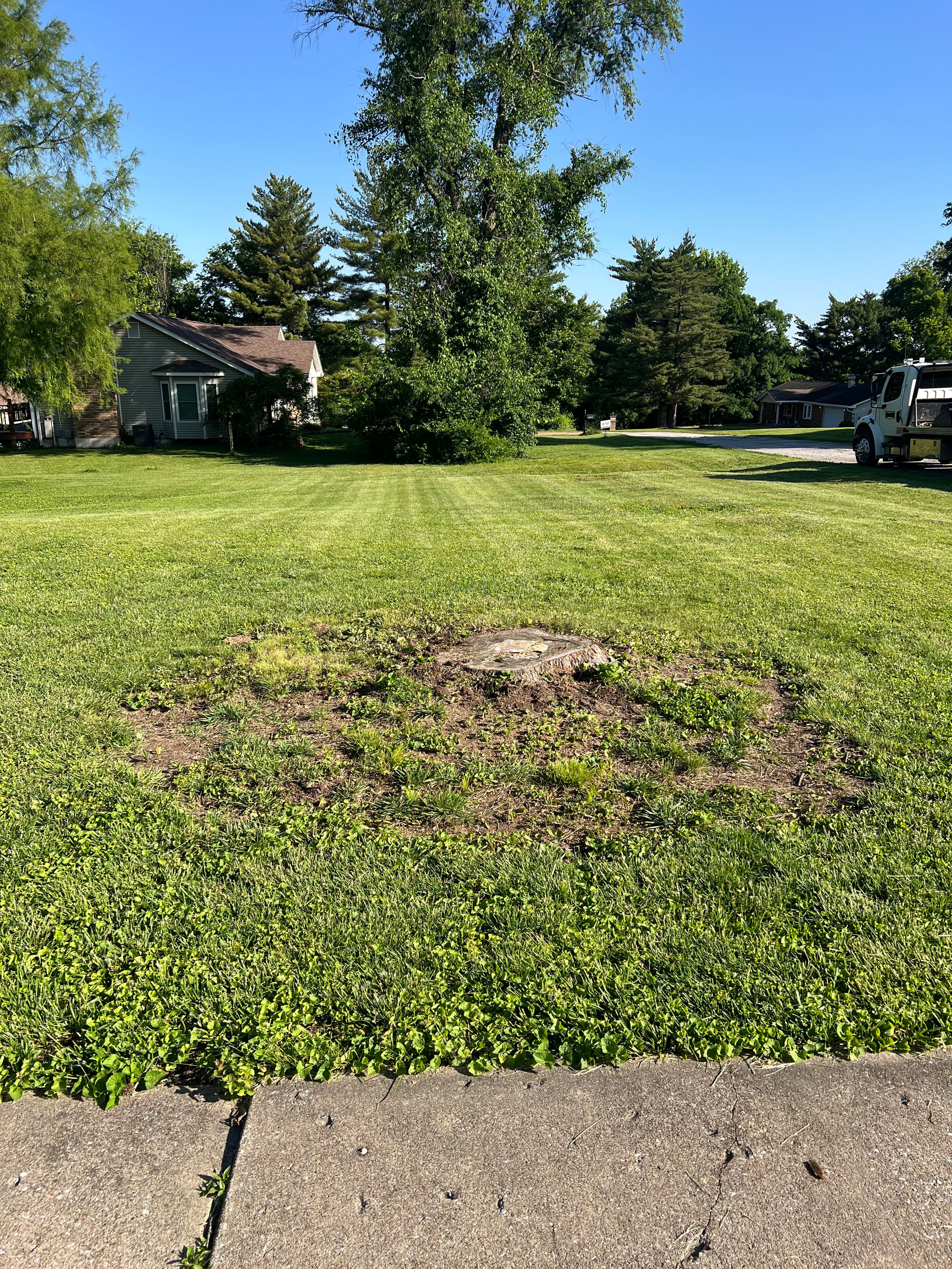 Project Stump Grinding That Cleans Up Your Yard for Good image