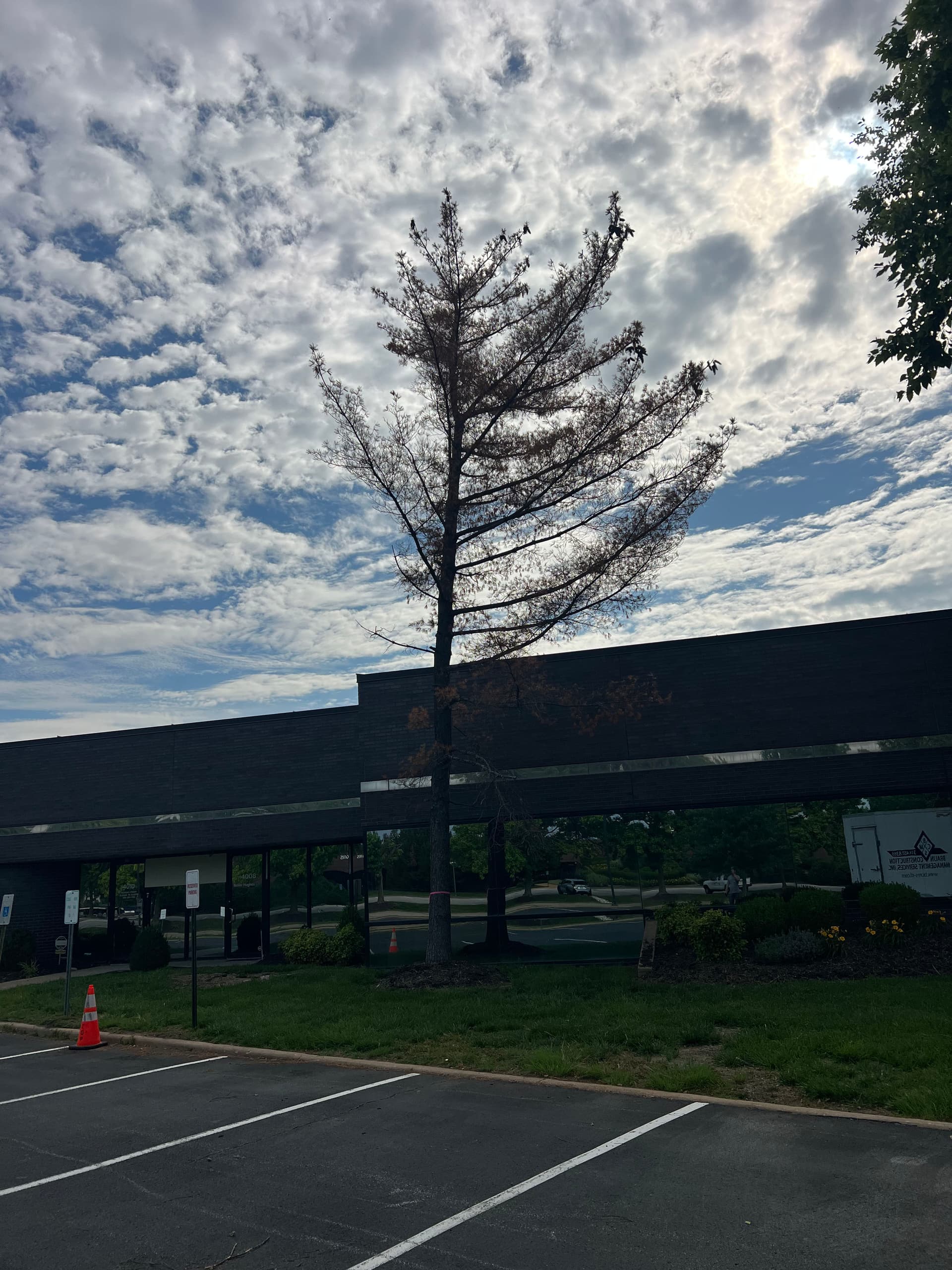 Gallery photos for Dead Tree Removal, Stump Grinding, and Full Cleanup at a Commercial Property: Image #3